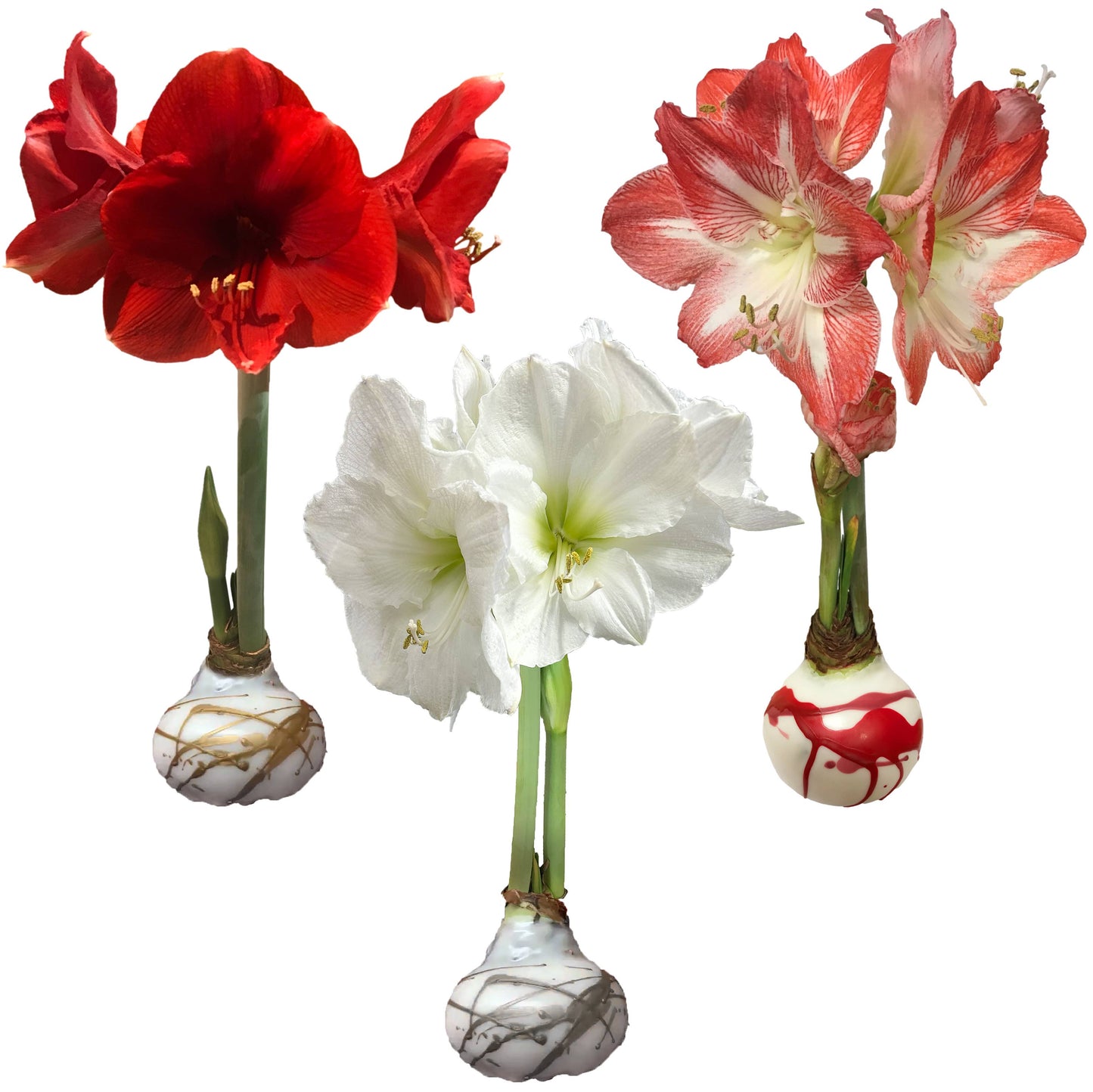 Amaryllis Splatter Wax Bulbs