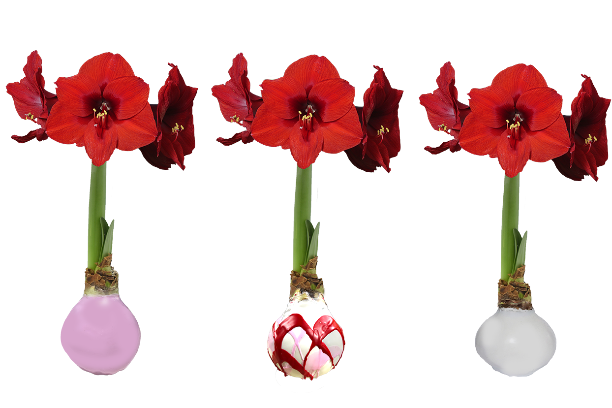 Valentines Amaryllis