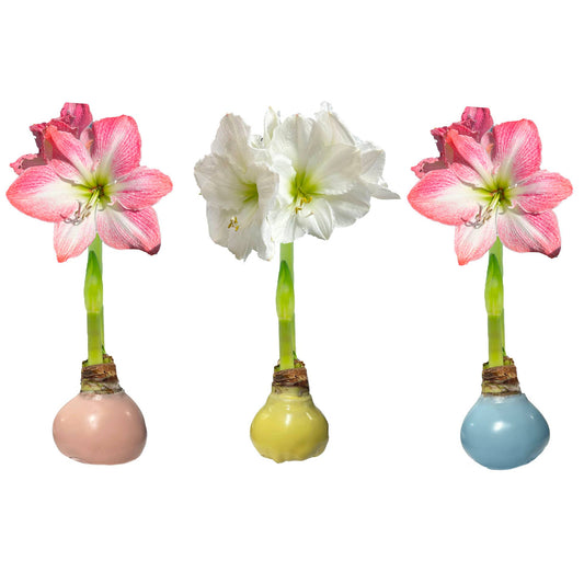 Pastel Trio Amaryllis Wax 36cm