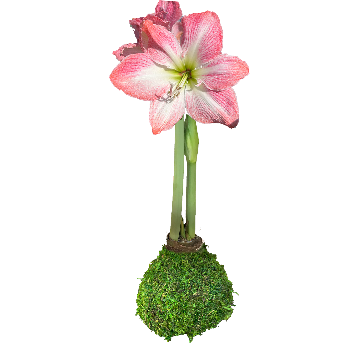 Cherry Blossom Amaryllis Moss Base 36cm