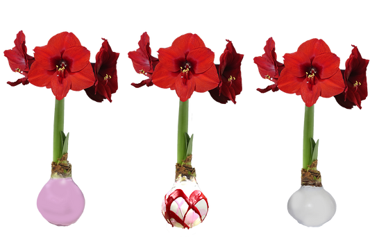 Valentines Amaryllis